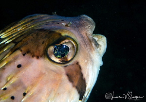 Porcupinefish/Photographed with a Canon 60 mm macro lens ... by Laurie Slawson 